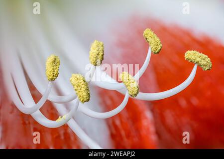 Nahaufnahme einer wunderschönen roten Amaryllis-Blume. Amaryllis oder Hippeastrum - Makroaufnahme Stockfoto