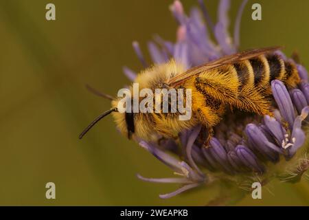 Natürliche Nahaufnahme einer männlichen Pantaloon-Biene, Dasypoda hirtipes, die in der blauen Blume von Jasione montana sitzt Stockfoto