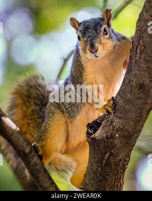 Ostfuchs-Squirrell (Sciurus niger) in einem Baum Stockfoto