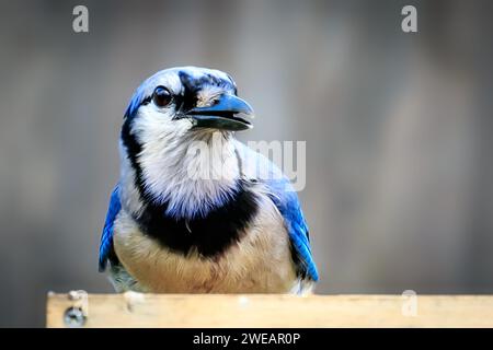 Blue Jay (Cyanocitta cristata), der auf einem Zaun thront Stockfoto