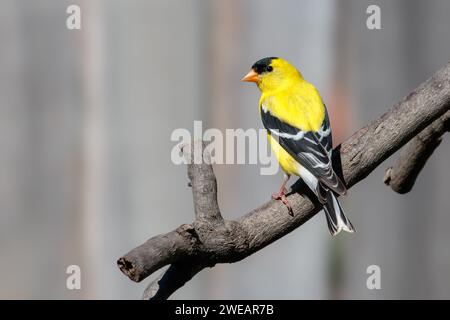 Amerikanischer Goldfinch (Spinus tristis), der auf einem Ast thront Stockfoto