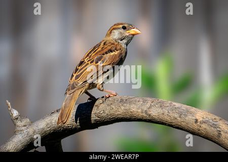 Weiblicher Hausspatz (Passer domesticus), der auf einem Ast thront. Stockfoto