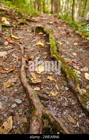 Moosy Tree Roots und Herbstblätter auf Forest Path Stockfoto