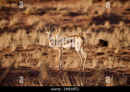 springbok oder Springbock (Antidorcas marsupialis) in Namib-Wüste, Namibia, Afrika Stockfoto