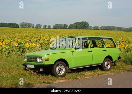02.08.2014 Wartburg 353W Tourist Deutschland/ Sachsen Anhalt/ Altmark/ Altmarkkreis Salzwedel/ Stadt Klötze/ bei Jahrstedt/ Wartburg 353 W Tourist/ Kombi/ Baujahr 1983/ 2004 kompletter Neuaufbau/ originalgetreu restauriert/ 50 PS/ 1000ccm/ 5 Ganggetriebe nachgerüstet/ Farbe grün/ PKW Stand am Straßenrand dahinter ein Sonnenblumenfeld *** 02 08 2014 Wartburg 353W Tourist Deutschland Sachsen Anhalt Altmark Altmarkkreis Salzwedel Stadt Klötze bei Jahrstedt Wartburg 353 W Tourist Station Wagon Baujahr 1983 2004 komplett restauriert, originalgetreu restauriert 50 ps 1000 ccm 5-Gang Getriebe rückwärts Stockfoto