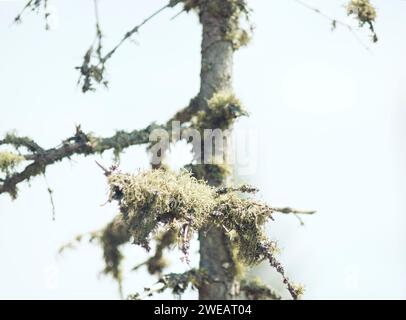 Nahaufnahme einer Flechte (Bart eines alten Mannes), die auf einem tamarack-Baum wächst; Isle Royale National Park, Lake Superior, Upper Peninsula, Michigan. Stockfoto