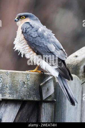 Ein Sparrow Falke, Accipiter nisus, sitzt auf einem Zaun und wartet auf Beute Stockfoto