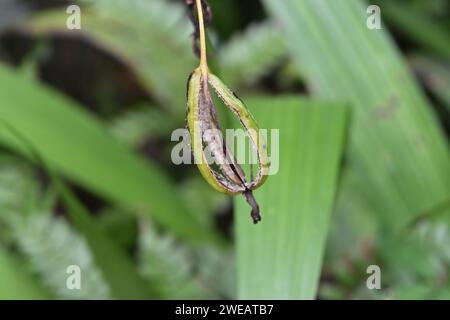 Nahaufnahme einer geöffneten Samenkapsel einer gemahlenen Orchideenpflanze, bekannt als große violette Orchidee (Spathoglottis plicata) Stockfoto