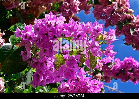 Blühende Bougainvillea (Bougainvillea glabra) in Ribeirao Preto, Sao Paulo, Brasilien Stockfoto