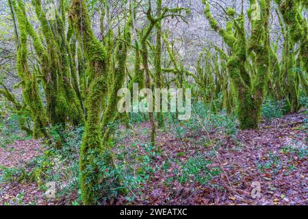 Der Wald der moosigen Bäume (Farfa, Italien) Stockfoto