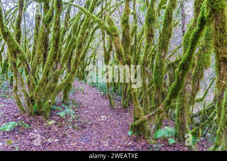 Der Wald der moosigen Bäume (Farfa, Italien) Stockfoto