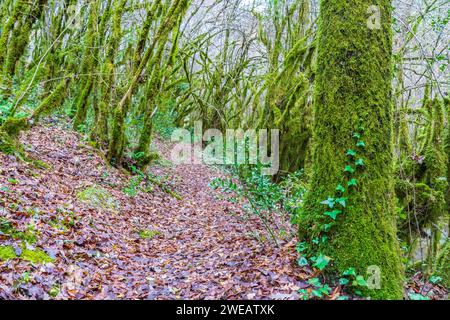 Der Wald der moosigen Bäume (Farfa, Italien) Stockfoto