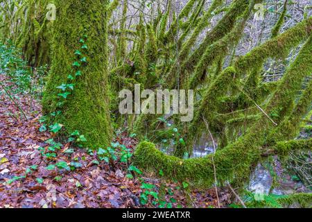 Der Wald der moosigen Bäume (Farfa, Italien) Stockfoto