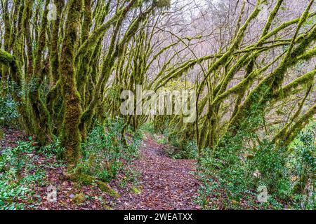 Der Wald der moosigen Bäume (Farfa, Italien) Stockfoto