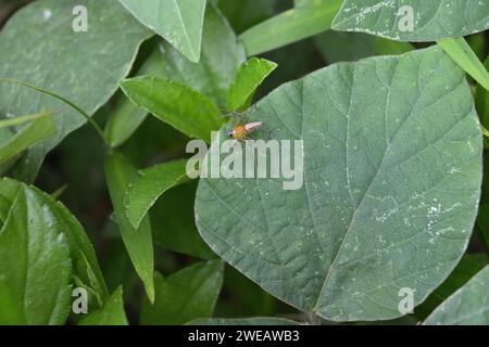 Blick von oben auf eine gestreifte Luchsenspinne (Oxyopes salticus), die auf einer Blattoberfläche eines tropischen Kudzu in einem Rasenbereich sitzt Stockfoto