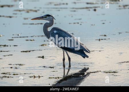 Graureiher (Ardea cinerea) im Naturpark des Ebro-Deltas (Spanien) Stockfoto