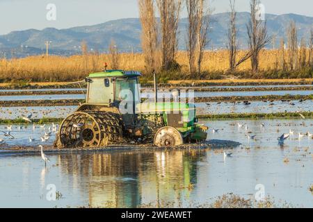 Naturpark des Ebro-Deltas (Spanien) Stockfoto