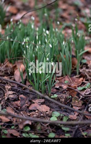 Amsterdam Niederlande 24. Januar 2024 Galanthus / Schneeglöckchen / Sneeuwklokjes, die in den Amsterdamse Bos wachsen, zeigen, dass der Frühling auf seinem Weg ist niederländisch, nl, Blume, Blumen, Blüten Stockfoto