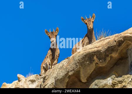Capra pyrenaica hispanica in der Wüste Tabernas (Spanien) Stockfoto