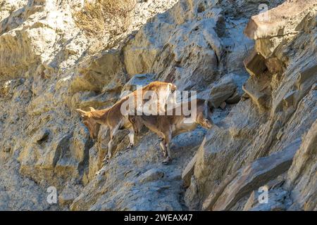 Capra pyrenaica hispanica in der Wüste Tabernas (Spanien) Stockfoto
