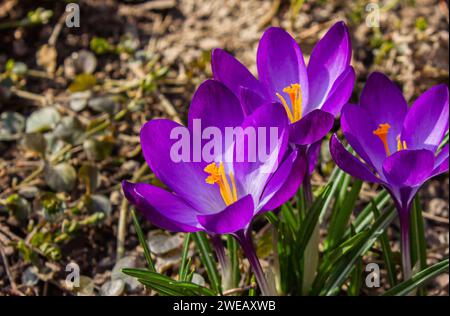 Wilde purpurrote Krokusse blühen in ihrer natürlichen Umgebung im Wald. Crocus heuffelianus. Stockfoto