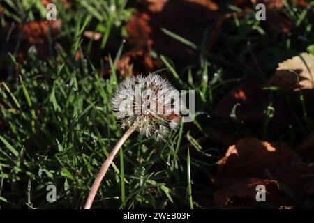 Das Bild ist eine Nahaufnahme eines Löwenzahn mit gelben Blütenblättern und grünem Stiel. Stockfoto