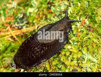 Black Slug Arion ater auf Moos in Frankreich Stockfoto