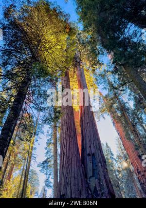 Niedrigwinkelaufnahme auf Mammutbäume mit Morgensonnenlicht erhellen sich am Baldachin. Stockfoto
