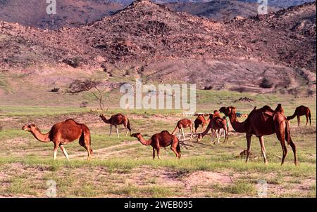 Dromedar Camelus dromedarius oder einbuckeliges Kamel, das nach einem Regenfall in der Wüste Saudi-Arabiens weidet Stockfoto