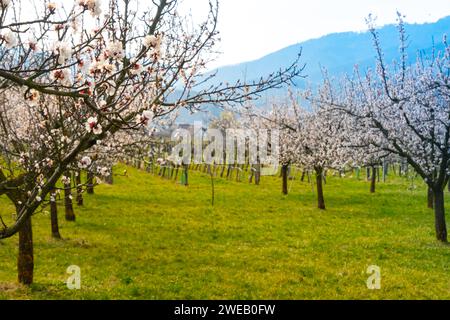 Aprikosengarten blühen in der Wachau, Niederösterreich Stockfoto