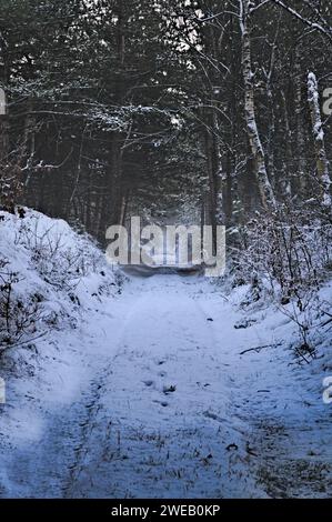 Schöner, weiß schneebedeckter Waldweg. Avenue mit Birken- und Kiefernbäumen, kalter nebeliger Wintermorgen in den Niederlanden, vertikaler Blick auf den Schneewald Stockfoto