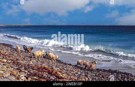 North Ronaldsay Orkney Schottland kleine Schafherde an der felsigen Küste, die sich hauptsächlich von Algen ernähren Stockfoto