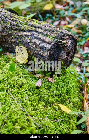 Aged Timber auf moosbewachsenem Waldboden, Herbstlaub Detail Stockfoto