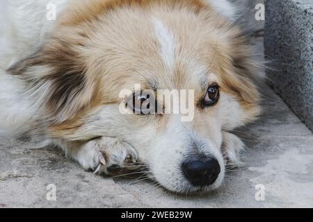 Roter Mischlingerhund. Obdachloses Tier. Ein pelziges Haustier. Ein Wächter des Hauses. Ein Freund des Menschen. Ein mittelgroßer Hund. Wildes Tier. Hundeerziehung. Freundliche Anim Stockfoto