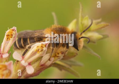 Natürliche Nahaufnahme des Mannes der roten Bartsibiene, Melitta tricincta, die auf ihrer Brennpflanze sitzt Stockfoto