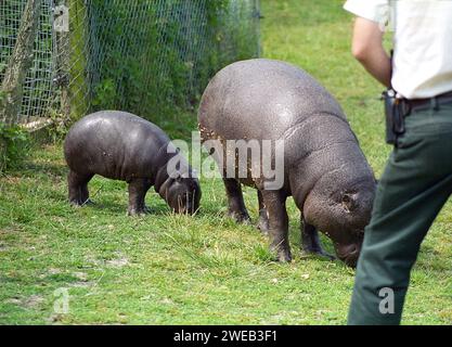 1980, Kenema, ein 4 Monate alter Pygmäen-Hippopotamus mit seiner Mutter Chubbles, mit Tierpfleger im Marwell Zoo in Winchester, England. UK. Zwergflusspferde sind ein seltenes Tier, das nur in Westafrika zu finden ist. Sie sind schüchterne und waldbewohnende Lebewesen, im Gegensatz zu ihrer größeren und geselligen Verwandtschaft, dem gewöhnlichen Flusspferd. Stockfoto