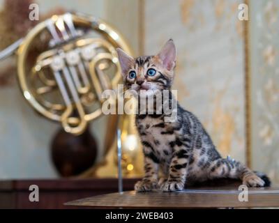 Das bengalische Kätzchen sitzt auf dem Hintergrund der Trompete eines Musikinstruments Stockfoto