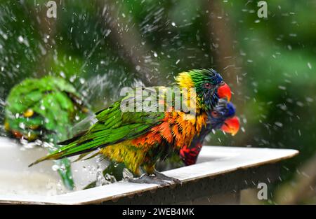 Marigold Lorikeet Dusche:) JBP erinnert sich an Lory Loft Stockfoto