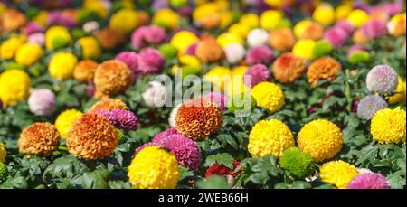 Nahaufnahme der orange und gelben und rosa Blume unter Sonnenlicht mit Kopierraum mit als Hintergrund natürliche grüne Pflanzen Landschaft, Ökologie Tapete Bucht Stockfoto