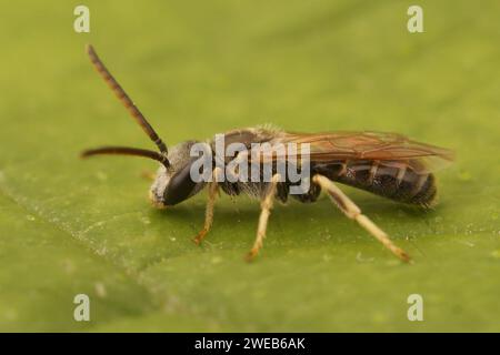 Natürliche Nahaufnahme einer kleinen männlichen gewöhnlichen Bronzebene, Halictus tumulorum, die auf einem grünen Blatt sitzt Stockfoto