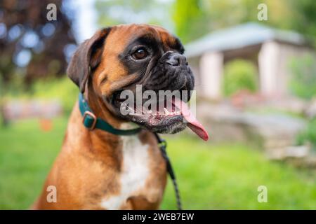 Porträt des Boxerhundes. Junger Boxerhund, der in einem Garten sitzt. Stockfoto