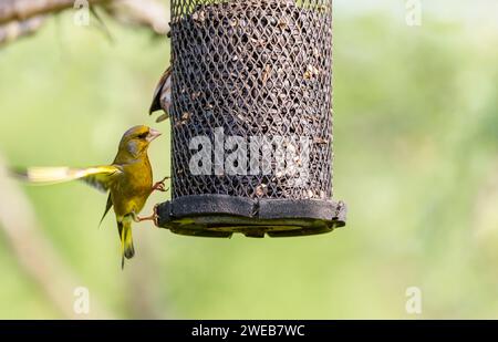 Ein Grünfink (Carduelis chloris) flattert an einem Nigersaatvogelfutter im Koros-Maros-Nationalpark im Komitat Bekes, Ungarn Stockfoto