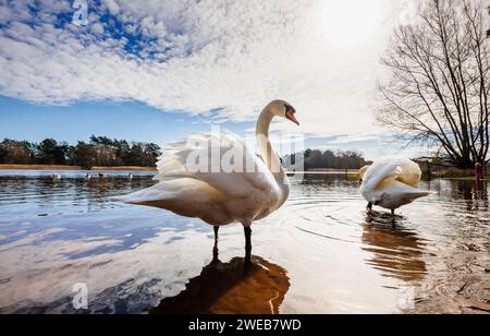 2 stumme Schwäne (Cygnus olor) stehen an einem sonnigen Tag im Wasser am Frensham Little Pond in der Nähe von Farnham, Surrey, einem ländlichen Schönheits- und Erholungsgebiet Stockfoto