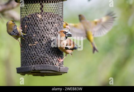 Ein Weißfink (Coccothraustes coccothraustes) und Europäische Goldfinken (Carduelis chloris) in einem Vogelfutterhäuschen im Koros-Maros-Nationalpark, Ungarn Stockfoto