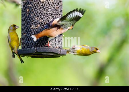 Ein Karettfink (Coccothraustes coccothraustes) streitet sich mit einem Sisskin (Carduelis spinus) an einem Vogelfutterhäuschen im Koros-Maros-Nationalpark, Ungarn Stockfoto