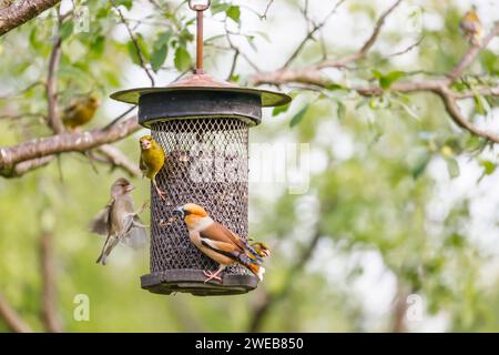 Ein Karettfink (Coccothraustes coccothraustes) und Sislinge (Carduelis spinus) in einem Vogelfutterhäuschen im Nationalpark Koros-Maros, Ungarn Stockfoto