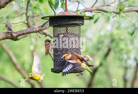 Ein Karettlein (Coccothraustes coccothraustes) streitet sich mit einem Sisskin (Carduelis spinus) und einem Hausspatzen (Passer domesticus) an einem Vogelfutter Stockfoto