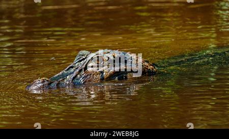 Ein Kaiman, der am Ufer des Flusses im Amazonas-Regenwald lauert, Cuyabeno Reserve im Amazonasgebiet zwischen Ecuador und Peru. Stockfoto