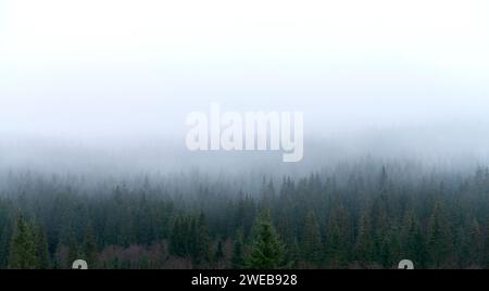 Nadelwald auf einem Berghang im Nebel. Herbstliche Berglandschaft mit dicken Nebelbäumen. Stockfoto