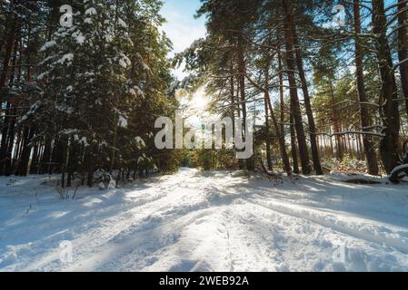 Wunderschöne Winterlandschaft mit schneebedeckten Wäldern an sonnigen Tagen. Stockfoto